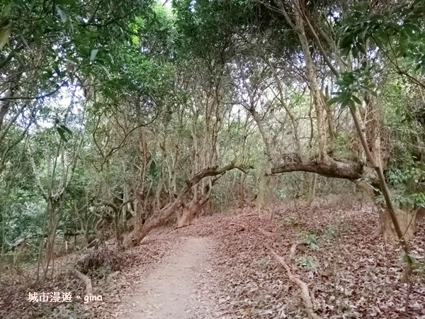 【彰化】郊山步道有如迷宮。 桃源里~彰師大寶山校區後山步道