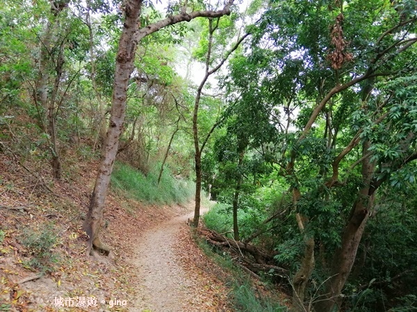 【彰化】郊山步道也有森林的fu。桃源里森林步道
