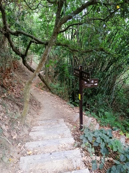 【彰化】郊山步道也有森林的fu。桃源里森林步道