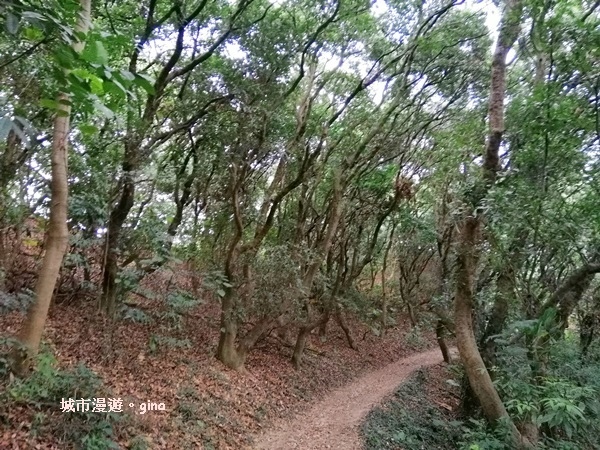 【彰化】郊山步道也有森林的fu。桃源里森林步道