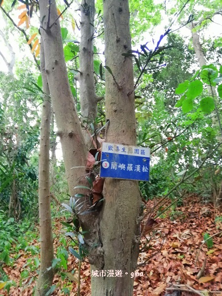 【彰化】郊山步道也有森林的fu。桃源里森林步道