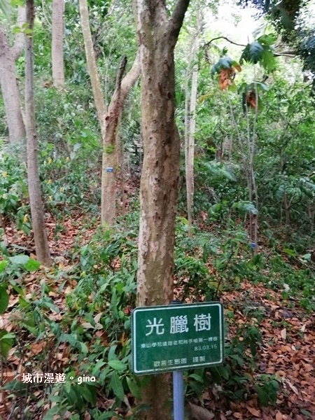 【彰化】郊山步道也有森林的fu。桃源里森林步道