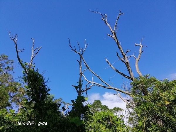 【苗栗造橋】迷人的C型鐵道還有綠油油的稻田。鄭漢步道