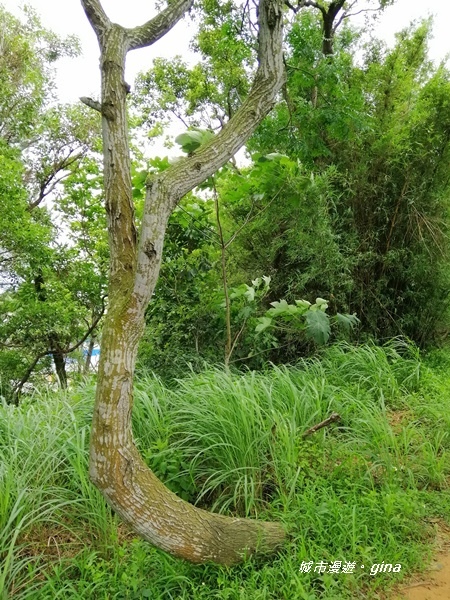 【苗栗造橋】林相豐富的質樸古道。 口山古道