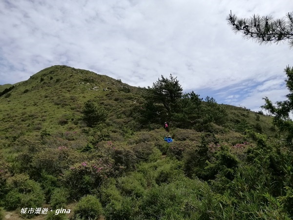 【南投仁愛】箭竹草原全視野~合歡山群最高峰。 No34百岳~