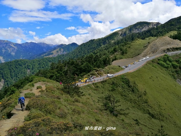 【南投仁愛】箭竹草原全視野~合歡山群最高峰。 No34百岳~