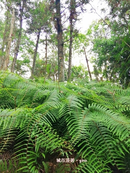 IMG_20200613_143510.jpg IMG_20200613_143510.jpg