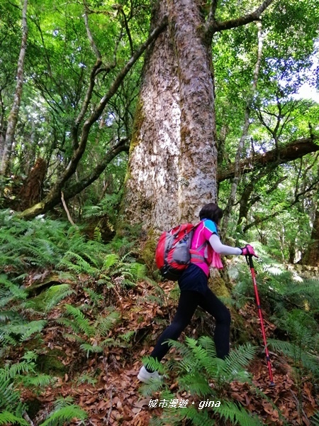 花蓮 秀林 巨木森林 編號86小百岳 卡拉寶山2397m 城市漫遊 Gina 痞客邦