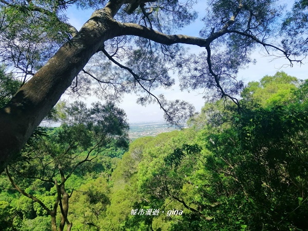 【彰化田中】蓊鬱山林賞景趣。 田中森林步道