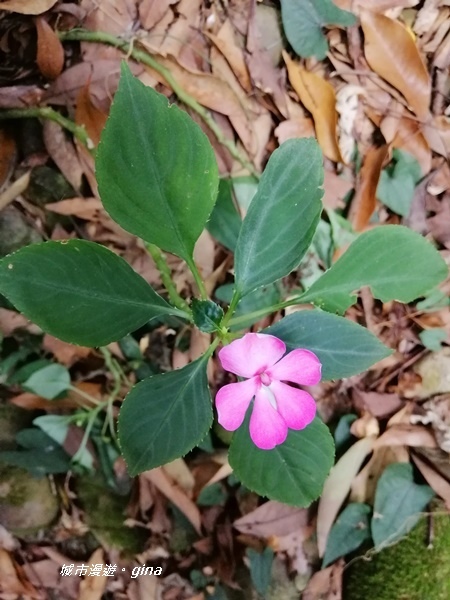 IMG_20200718_162848.jpg IMG_20200718_162848.jpg