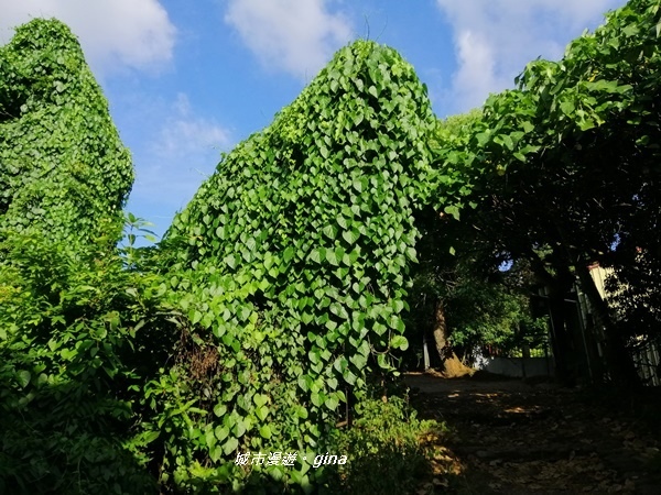 IMG_20200718_163648.jpg IMG_20200718_163648.jpg