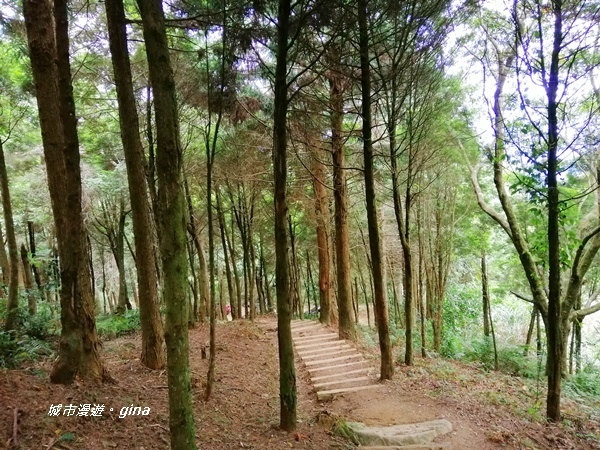 【苗栗南庄】陡上陡下無冷場~台灣富士山。 No34小百岳~加