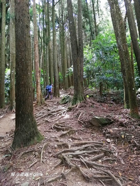 【苗栗南庄】陡上陡下無冷場~台灣富士山。 No34小百岳~加