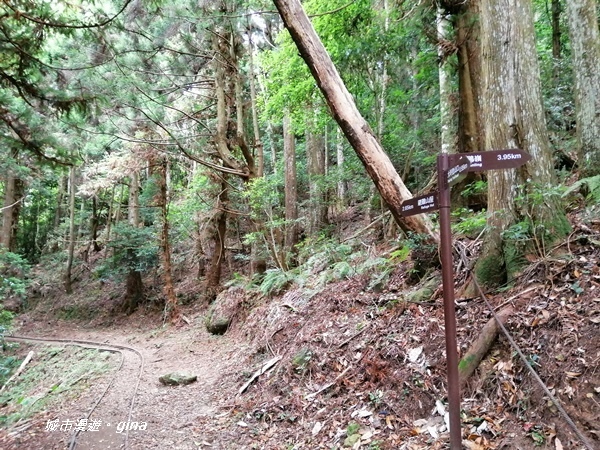 【苗栗南庄】陡上陡下無冷場~台灣富士山。 No34小百岳~加