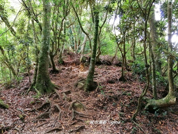 【苗栗南庄】陡上陡下無冷場~台灣富士山。 No34小百岳~加