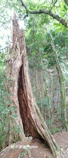 【苗栗南庄】陡上陡下無冷場~台灣富士山。 No34小百岳~加