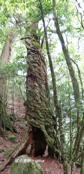 【苗栗南庄】陡上陡下無冷場~台灣富士山。 No34小百岳~加