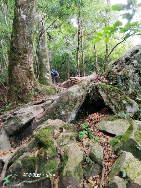 【苗栗南庄】陡上陡下無冷場~台灣富士山。 No34小百岳~加