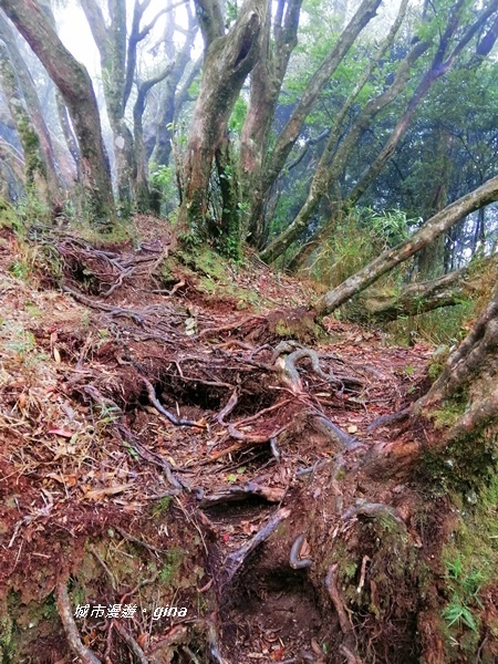 【苗栗南庄】陡上陡下無冷場~台灣富士山。 No34小百岳~加