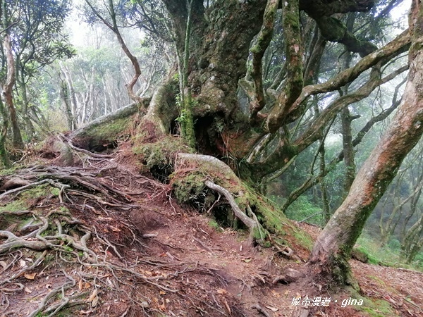 【苗栗南庄】陡上陡下無冷場~台灣富士山。 No34小百岳~加