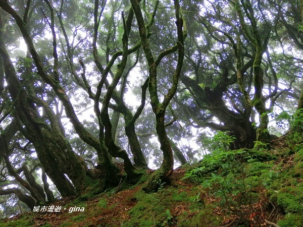 【苗栗南庄】陡上陡下無冷場~台灣富士山。 No34小百岳~加