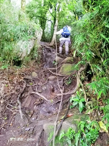 【苗栗南庄】陡上陡下無冷場~台灣富士山。 No34小百岳~加