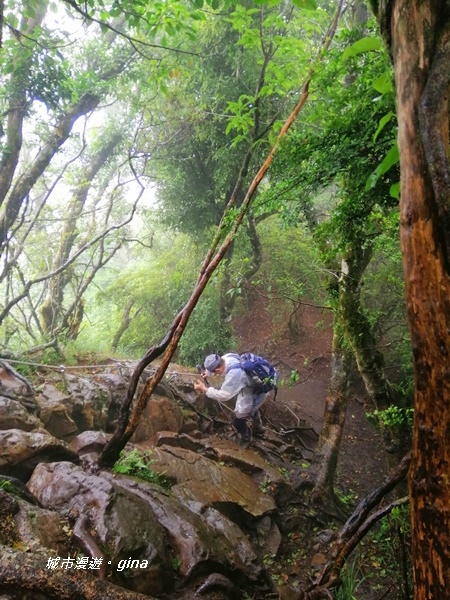 【苗栗南庄】陡上陡下無冷場~台灣富士山。 No34小百岳~加