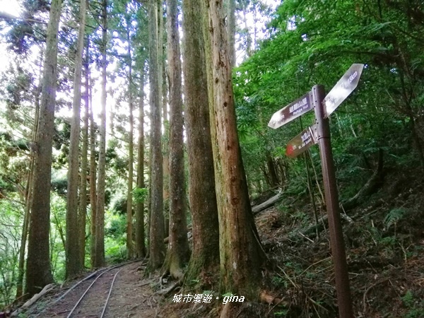 【苗栗南庄】陡上陡下無冷場~台灣富士山。 No34小百岳~加