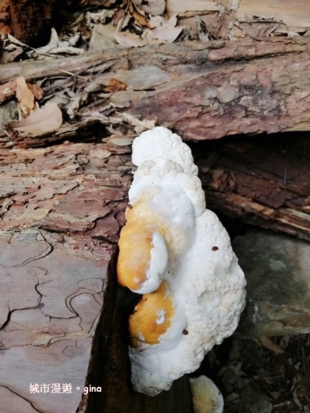 IMG_20200730_141100.jpg IMG_20200730_141100.jpg