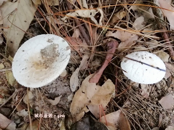 IMG_20200730_141722.jpg IMG_20200730_141722.jpg