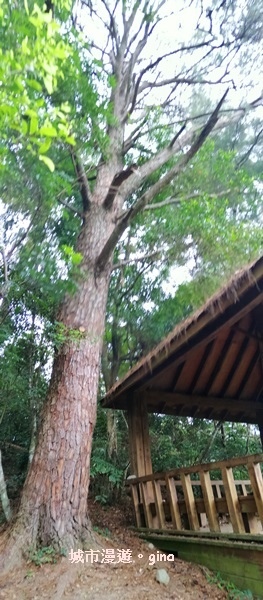 IMG_20200730_143040.jpg IMG_20200730_143040.jpg