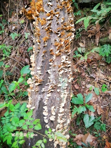 IMG_20200730_152239.jpg IMG_20200730_152239.jpg