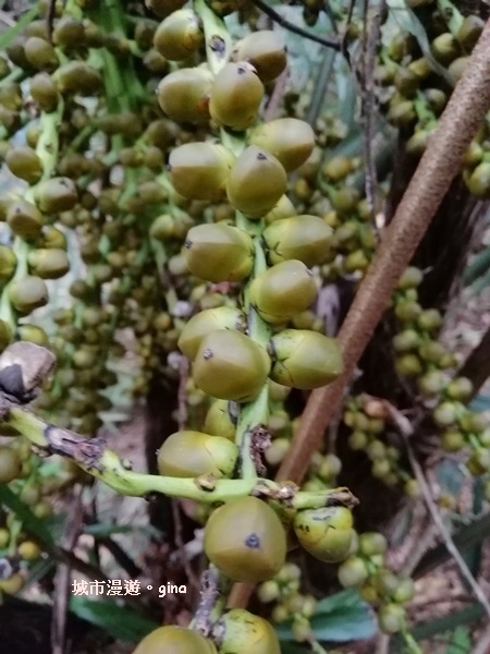 IMG_20200730_155646.jpg IMG_20200730_155646.jpg