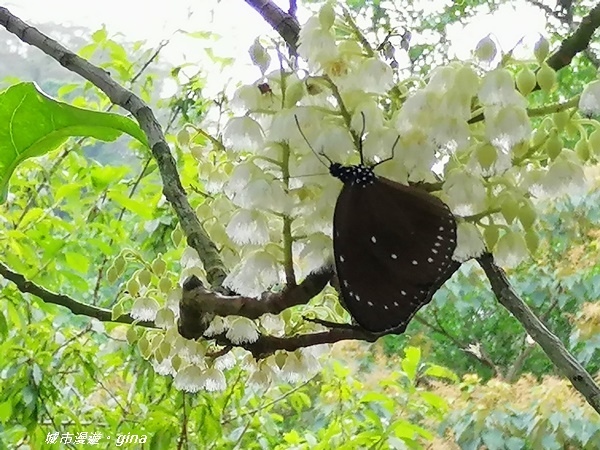 IMG_20200808_121037.jpg IMG_20200808_121037.jpg