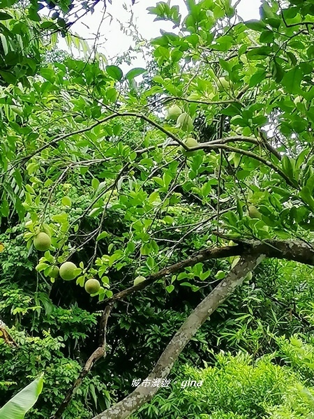 IMG_20200808_122425.jpg IMG_20200808_122425.jpg