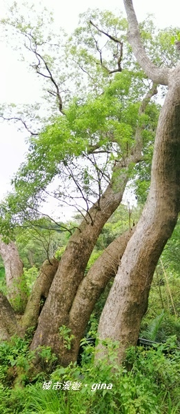 IMG_20200808_122521.jpg IMG_20200808_122521.jpg