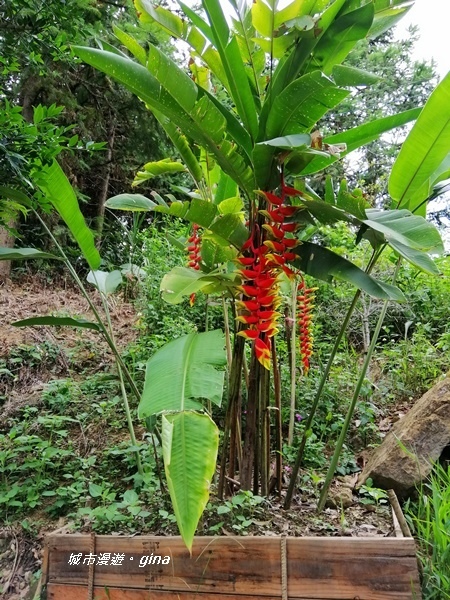 IMG_20200808_122930.jpg IMG_20200808_122930.jpg