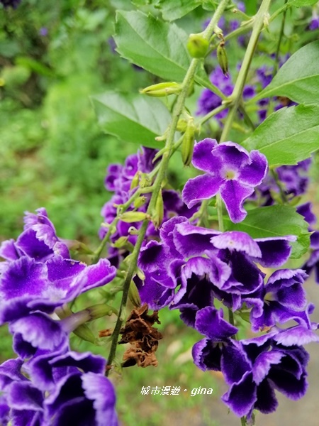 IMG_20200808_123021.jpg IMG_20200808_123021.jpg