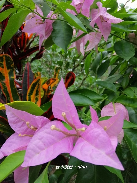 IMG_20200808_122956.jpg IMG_20200808_122956.jpg