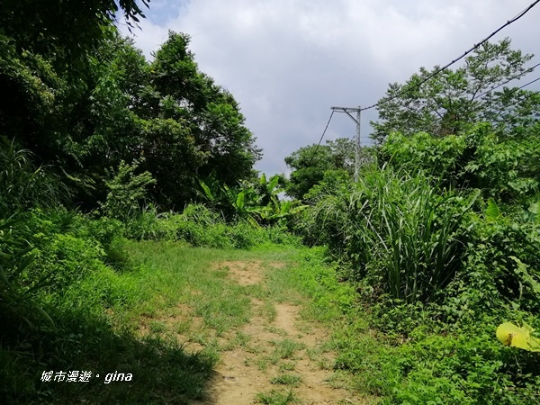 IMG_20200808_124246.jpg IMG_20200808_124246.jpg