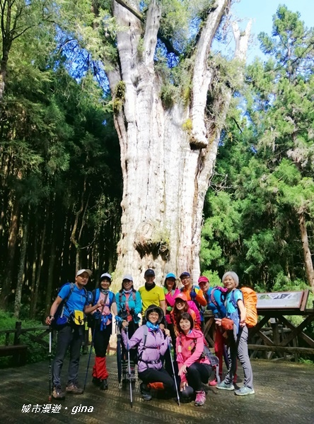 【嘉義阿里山鄉】探訪2700年樹齡之水山巨木x祝山林道x櫻之