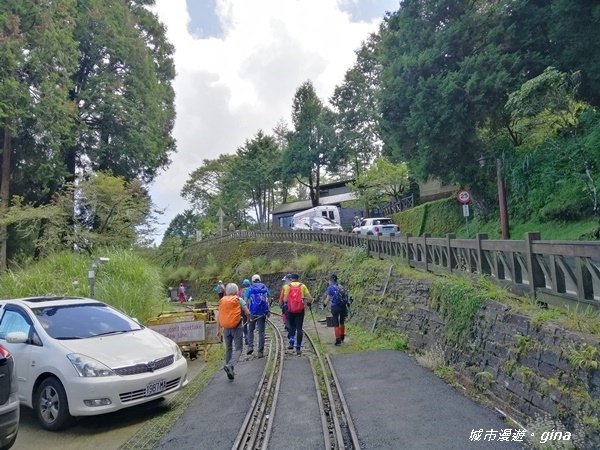 【嘉義阿里山鄉】探訪2700年樹齡之水山巨木x祝山林道x櫻之