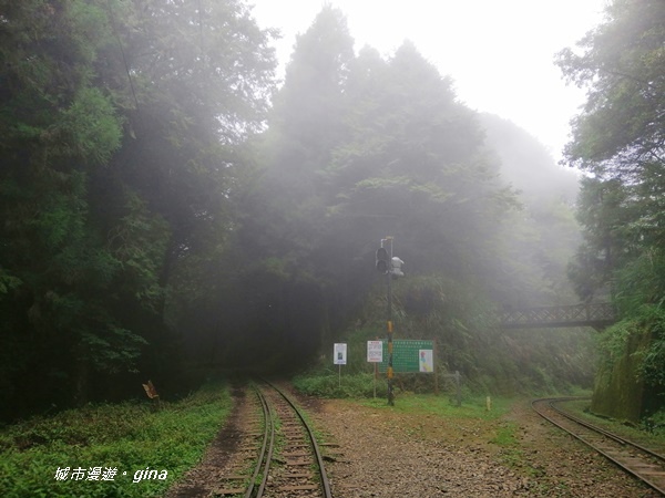 【嘉義阿里山鄉】探訪2700年樹齡之水山巨木x祝山林道x櫻之