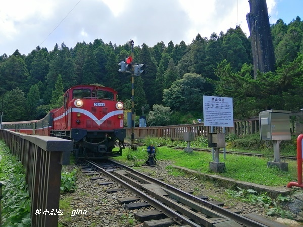 【嘉義阿里山鄉】探訪2700年樹齡之水山巨木x祝山林道x櫻之