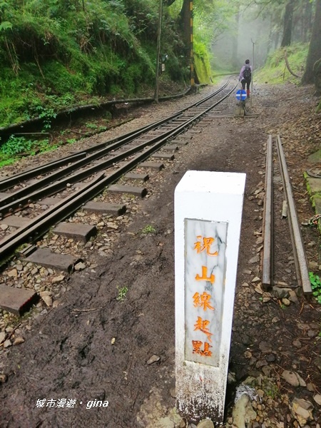 【嘉義阿里山鄉】探訪2700年樹齡之水山巨木x祝山林道x櫻之