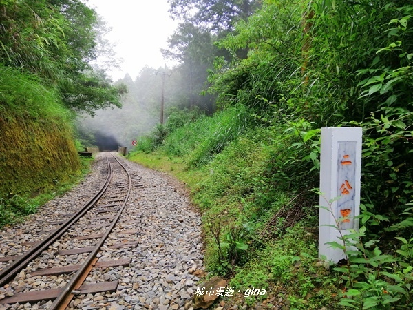 【嘉義阿里山鄉】探訪2700年樹齡之水山巨木x祝山林道x櫻之