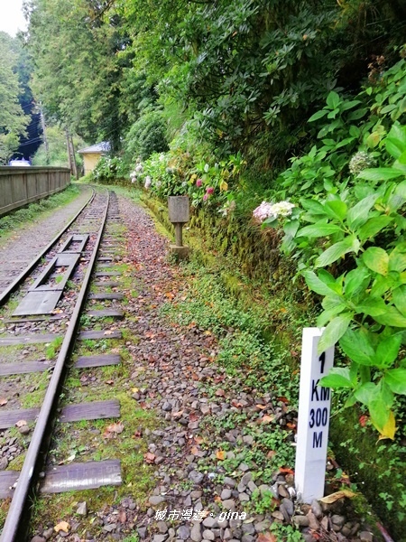 【嘉義阿里山鄉】探訪2700年樹齡之水山巨木x祝山林道x櫻之