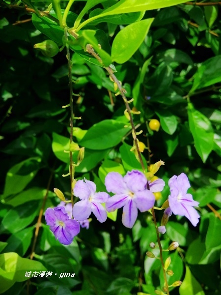 IMG_20200829_095747.jpg IMG_20200829_095747.jpg