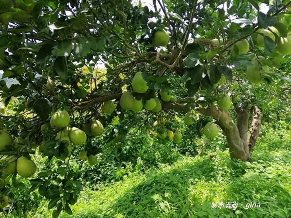 IMG_20200829_125407.jpg IMG_20200829_125407.jpg