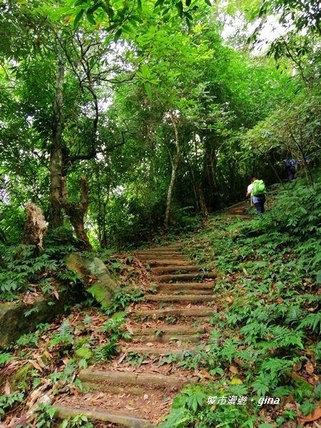 【苗栗大湖】台灣百大必訪步道。 No37小百岳馬那邦山